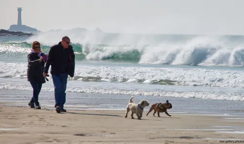Longships beach walkers with dogs This landscape photograph captures people walking their dogs along Longships beach at Sennen Cove on the coast of Cornwall, United Kingdom, during a spring afternoon. The image shows two people on the sandy beach with waves breaking in the background, and two dogs playing near the shoreline. Prominent in the distance is the Longships Lighthouse, which is a well-known landmark off the Cornish coast. The scene highlights the natural beauty of the area, with the power of the ocean waves and the open expanse of sand typical of nature at Sennen Cove. The presence of people and dogs emphasizes the popularity of this beach for recreational activities in Cornwall.